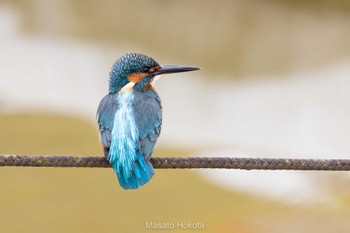 Mon, 11/21/2022 Birding report at Ueno Park