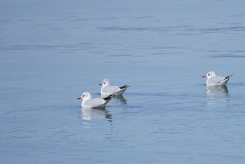 Black-headed Gull 湖北野鳥センター Sun, 3/4/2018