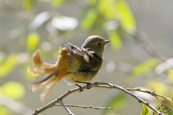 Daurian Redstart 杭瀬川スポーツ公園 Tue, 11/8/2022