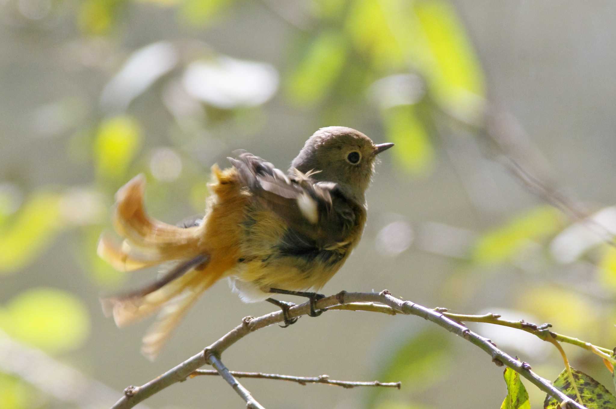 Photo of Daurian Redstart at 杭瀬川スポーツ公園 by KERON