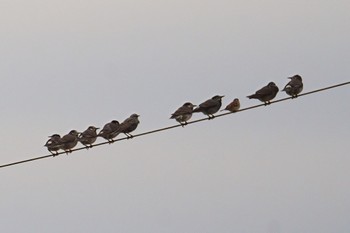 Common Starling Unknown Spots Sat, 12/3/2022