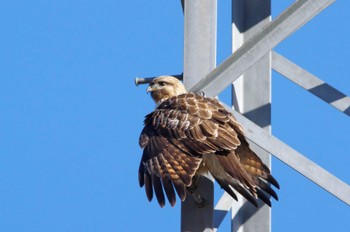 Eastern Buzzard 松本市今井 Mon, 11/21/2022