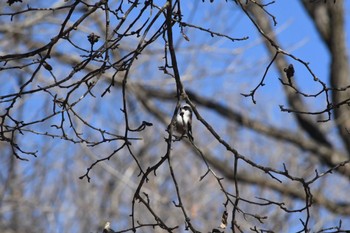 2022年12月4日(日) 埼玉県民の森の野鳥観察記録