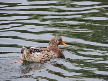 Domestic duck Osaka castle park Sun, 12/4/2022