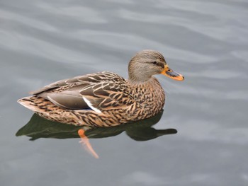 Mallard Osaka castle park Sun, 12/4/2022