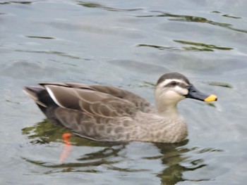 Eastern Spot-billed Duck Osaka castle park Sun, 12/4/2022