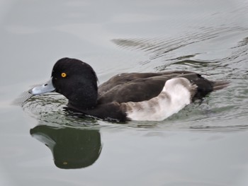 Tufted Duck Osaka castle park Sun, 12/4/2022