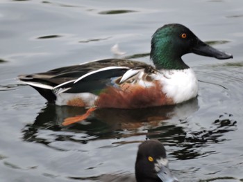 Northern Shoveler Osaka castle park Sun, 12/4/2022