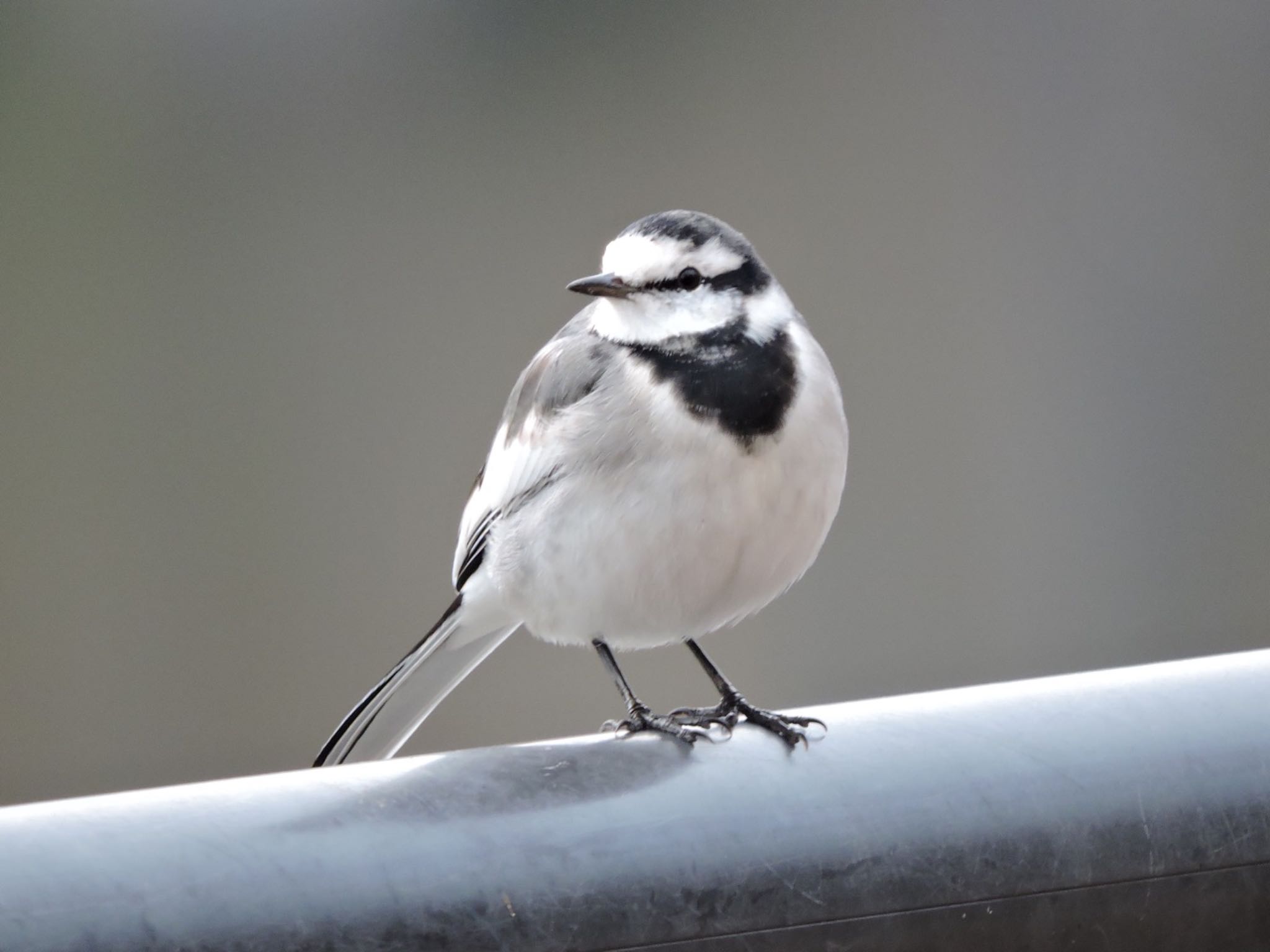 Photo of White Wagtail at Osaka castle park by 鉄腕よっしー