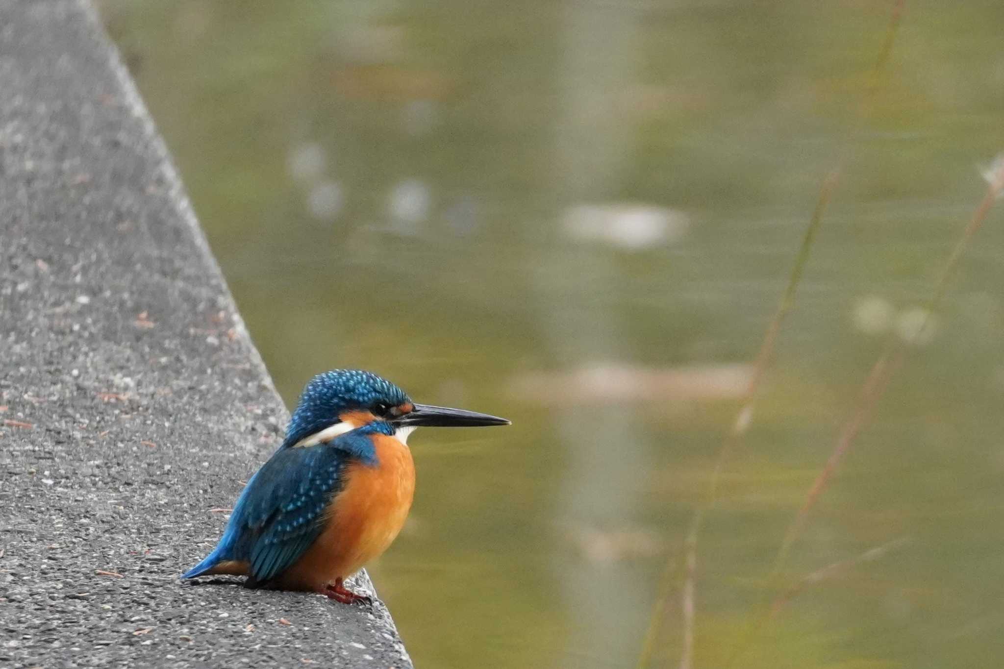 カワセミ