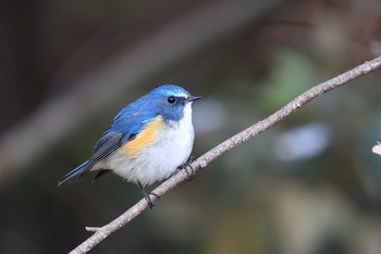 Red-flanked Bluetail Unknown Spots Sat, 3/3/2018