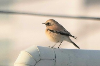 2022年12月4日(日) 鵠沼の野鳥観察記録