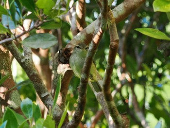 Japanese Bush Warbler Kunigamison Sun, 12/4/2022