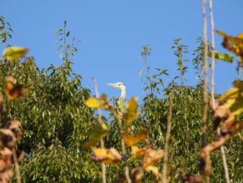 Grey Heron 埼玉県さいたま市 Sun, 12/4/2022