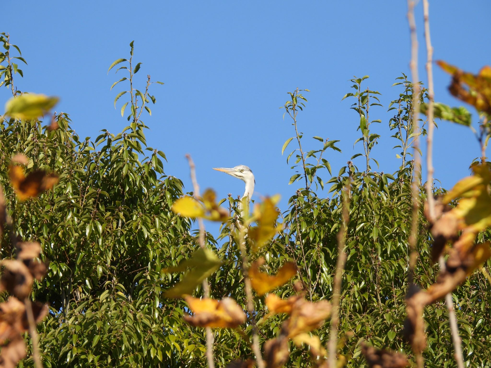 Photo of Grey Heron at 埼玉県さいたま市 by 鳥散歩