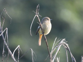 Daurian Redstart 川越水上公園 Sun, 10/30/2022