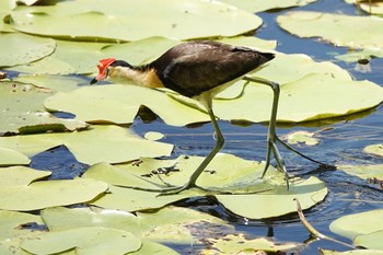 トサカレンカク Cattana Wetlands(Cairns) 2022年10月9日(日)