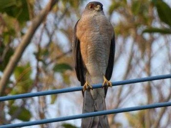 Japanese Sparrowhawk(iwasakii) Yoron Island Mon, 1/15/2018