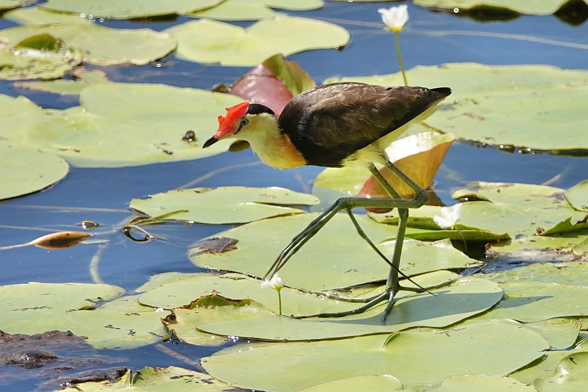 Cattana Wetlands(Cairns) トサカレンカクの写真 by のどか