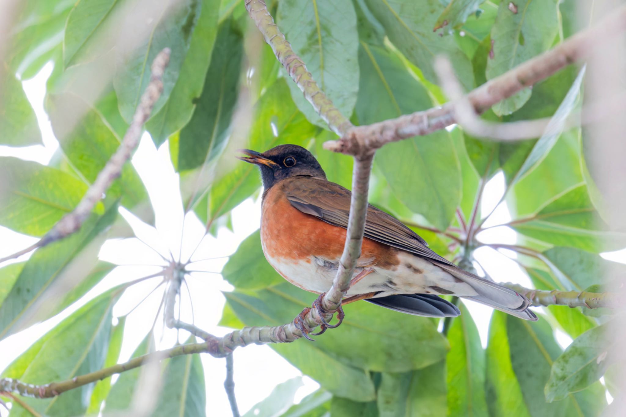 Photo of Brown-headed Thrush at Miyagi Kenminnomori by LeoLeoNya