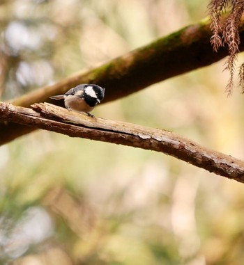 Coal Tit 熊本県阿蘇郡高森町 Fri, 3/2/2018