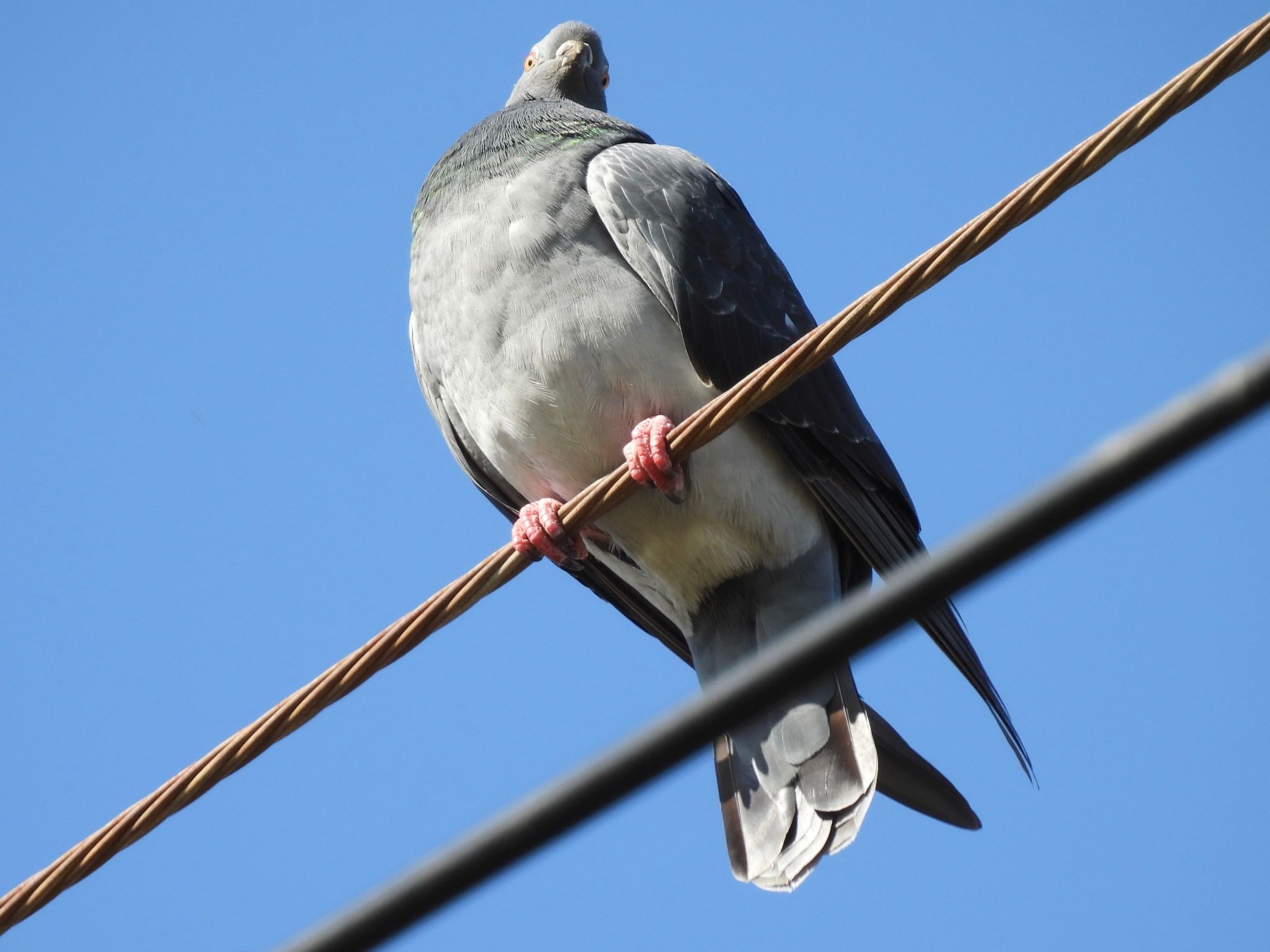 埼玉県さいたま市 カワラバトの写真 by ツピ太郎