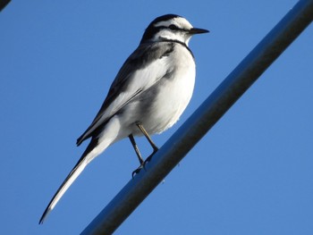 Sun, 12/4/2022 Birding report at 埼玉県さいたま市