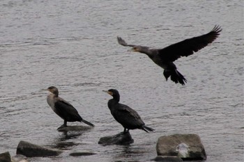 Great Cormorant 菊池川白石堰河川公園 Thu, 12/1/2022