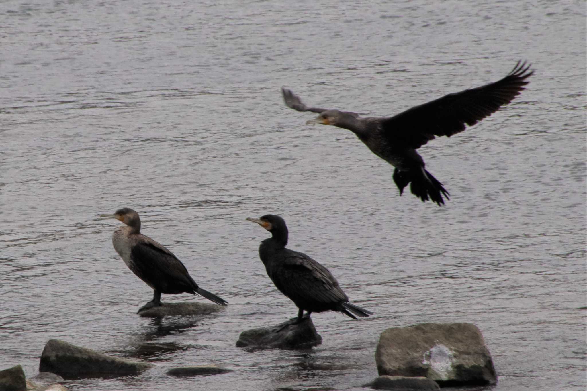 Photo of Great Cormorant at 菊池川白石堰河川公園 by momochan