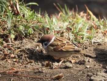 Eurasian Tree Sparrow 旧芝離宮恩賜庭園 Sun, 3/4/2018