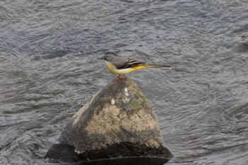 Grey Wagtail 菊池川白石堰河川公園 Thu, 12/1/2022