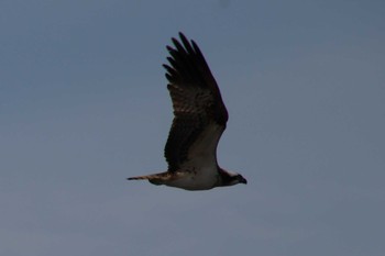 Osprey 菊池川白石堰河川公園 Thu, 12/1/2022