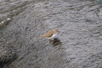 Common Sandpiper 菊池川白石堰河川公園 Thu, 12/1/2022