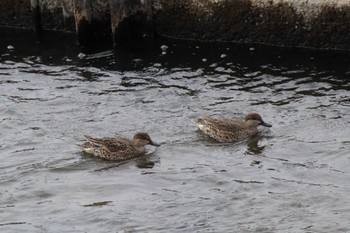 コガモ 菊池川白石堰河川公園 2022年12月1日(木)