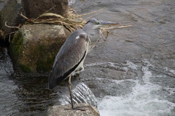 Grey Heron 菊池川白石堰河川公園 Thu, 12/1/2022