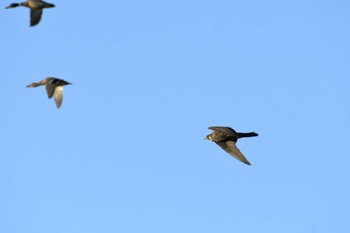 Peregrine Falcon 雁の池(石川県珠洲市) Sat, 12/3/2022