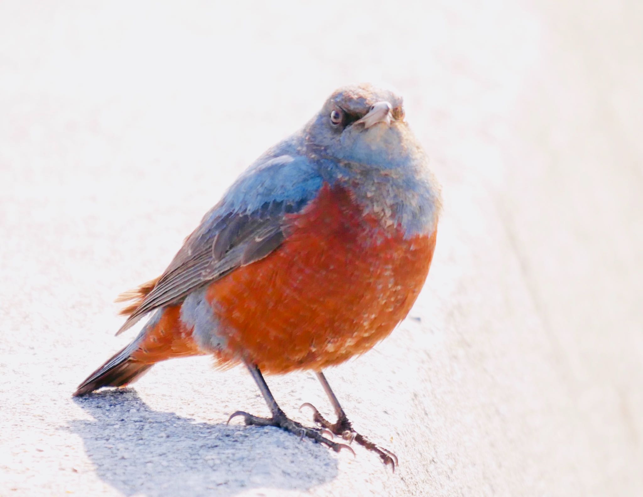 大分県佐伯市 イソヒヨドリの写真 by mitsuaki kuraoka