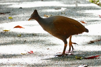 オーストラリアツカツクリ Cattana Wetlands(Cairns) 2022年10月9日(日)