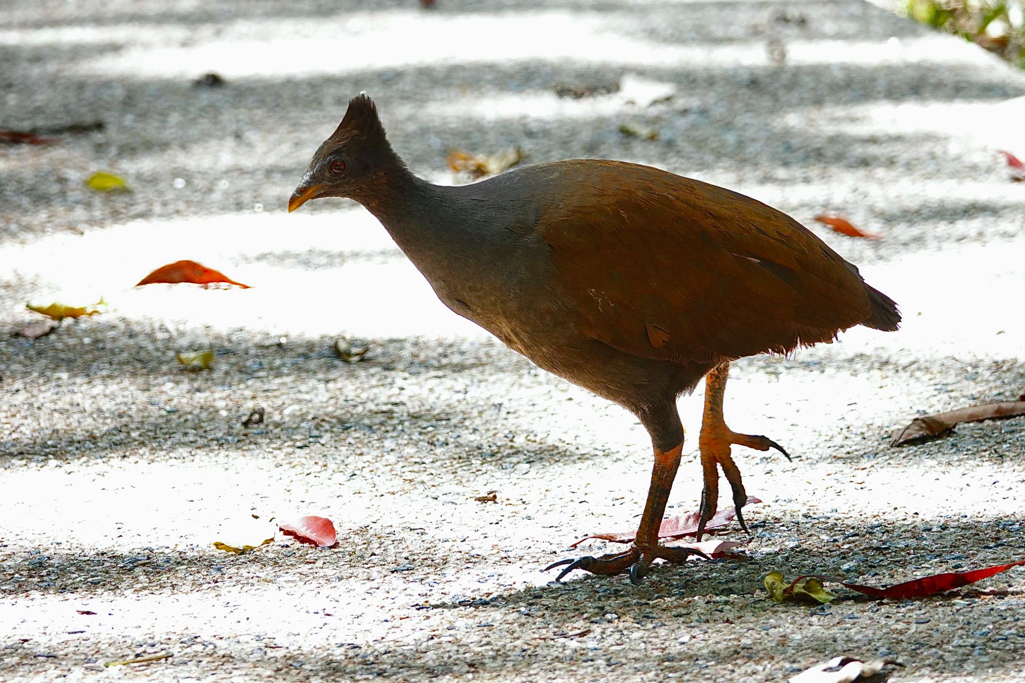 Cattana Wetlands(Cairns) オーストラリアツカツクリの写真 by のどか