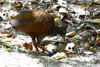 オーストラリアツカツクリ Cattana Wetlands(Cairns) 2022年10月9日(日)