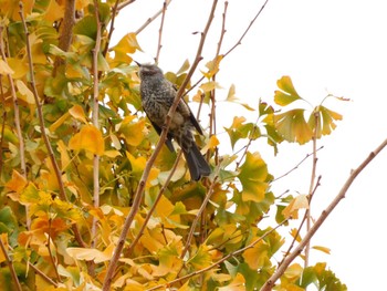 Brown-eared Bulbul 新宿中央公園 Mon, 12/5/2022