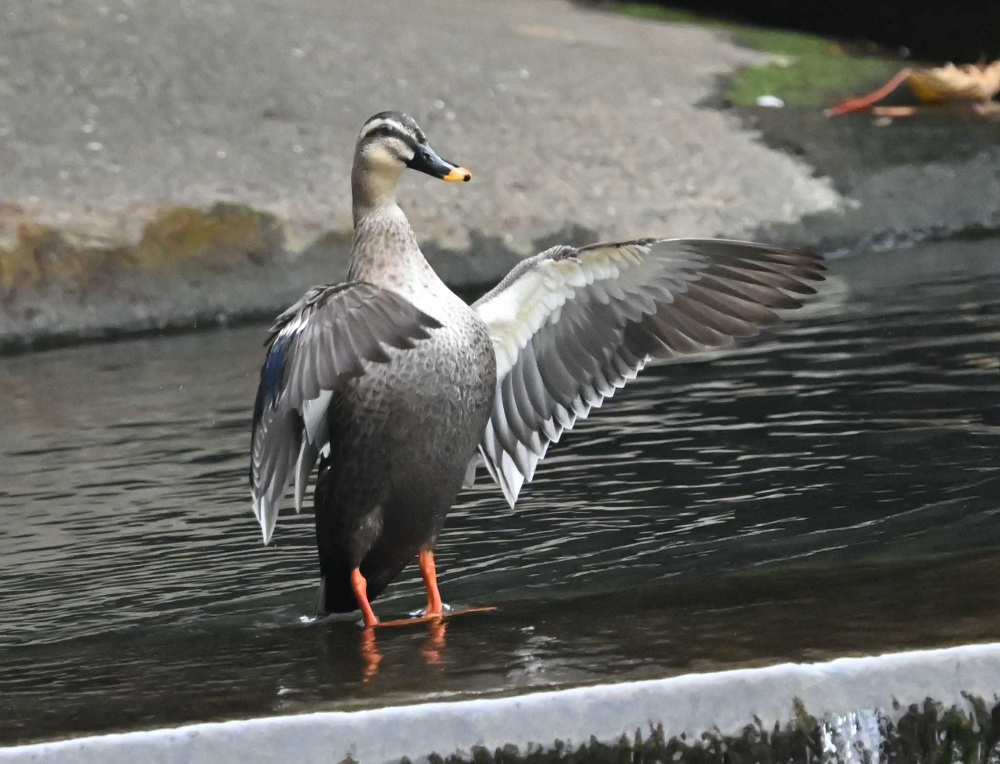 横浜市金沢区長浜公園 カルガモの写真