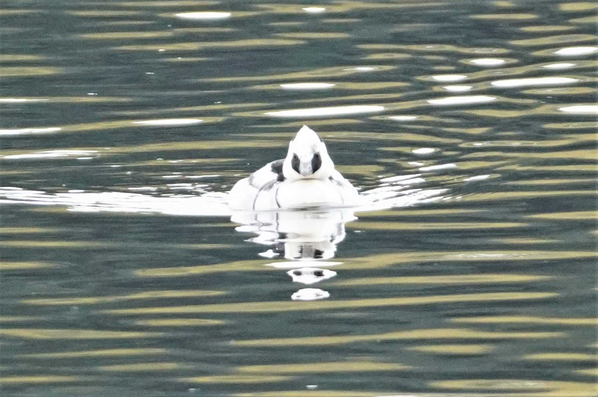 山田池公園 ミコアイサの写真