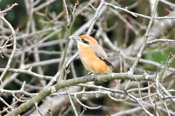 Bull-headed Shrike 山田池公園 Sun, 12/4/2022