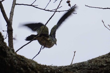 White-bellied Green Pigeon 南阿蘇ビジターセンター Mon, 12/5/2022