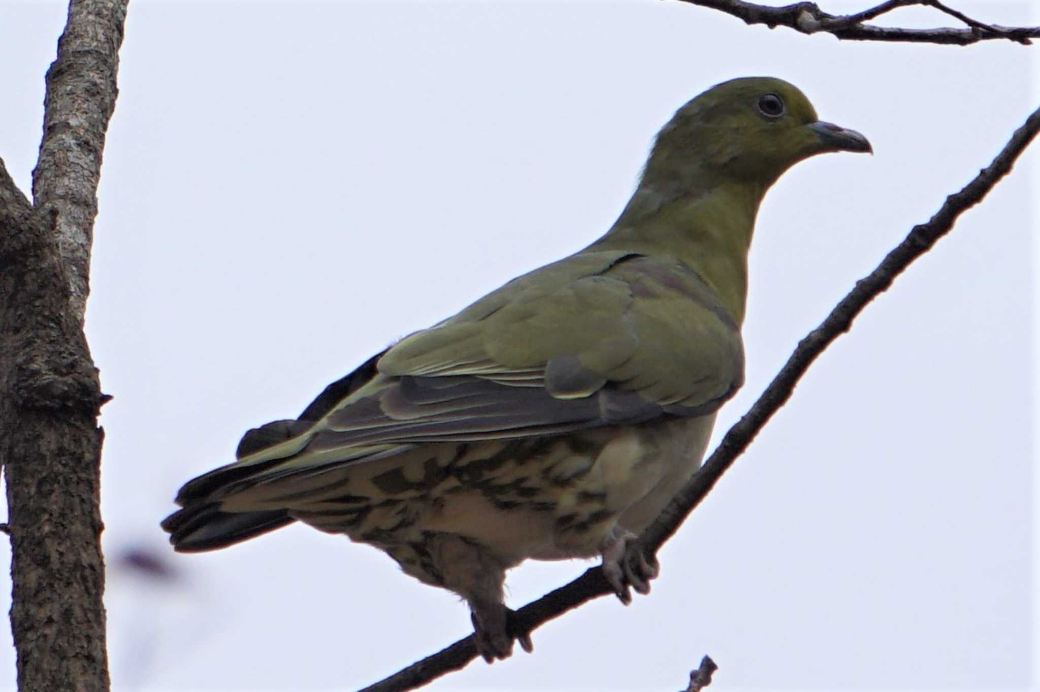 Photo of White-bellied Green Pigeon at 南阿蘇ビジターセンター by Joh