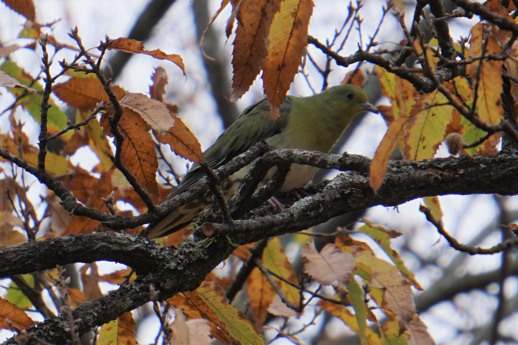 Photo of White-bellied Green Pigeon at 南阿蘇ビジターセンター by Joh