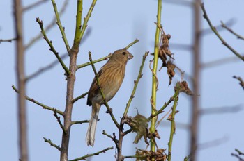 Siberian Long-tailed Rosefinch 杭瀬川スポーツ公園 Tue, 11/22/2022