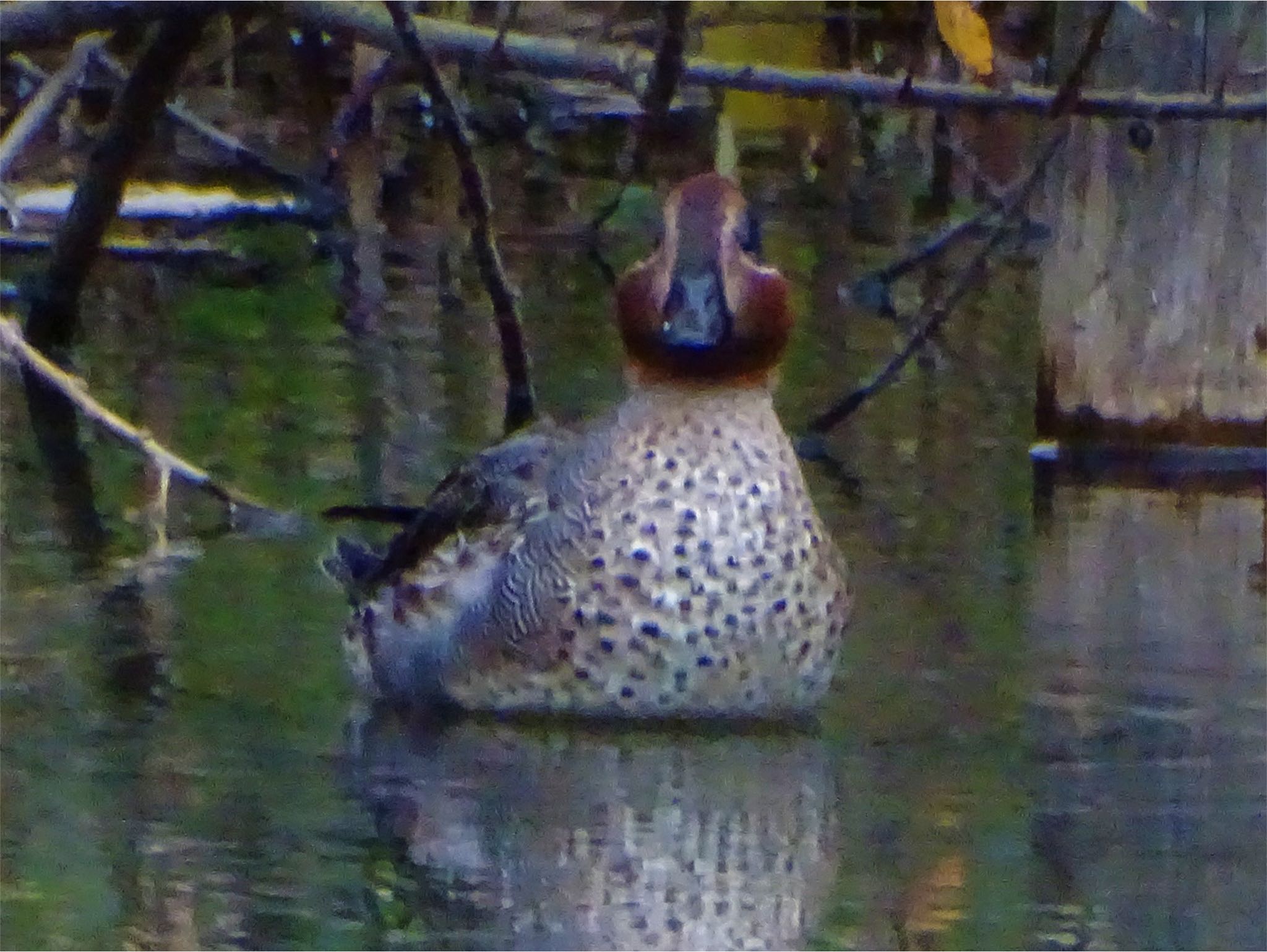 舞岡公園 コガモの写真