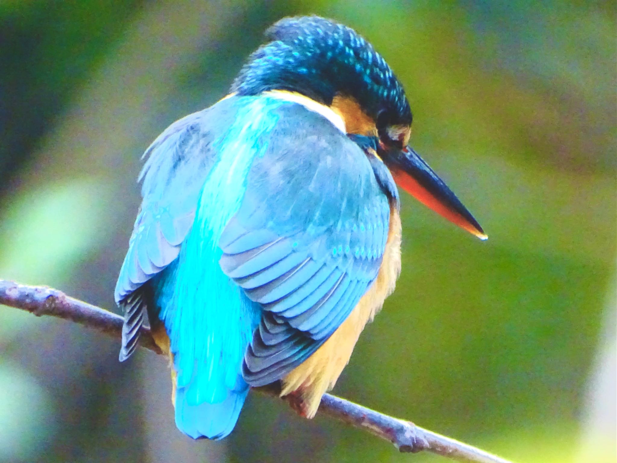 舞岡公園 カワセミの写真